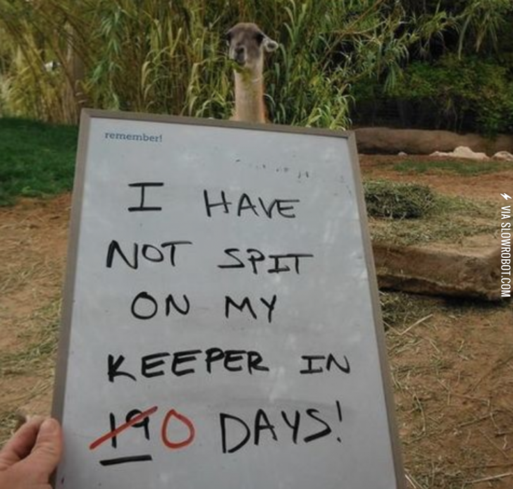 Llama+shaming.
