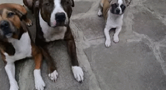 Some+dogs+are+jerks.