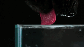 How+dogs+drink+water