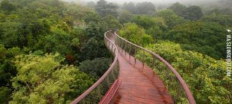 Treetop+walkway