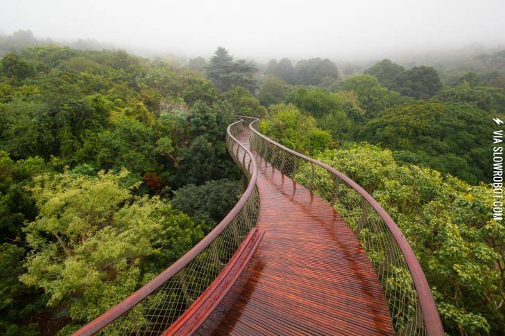 Treetop+walkway