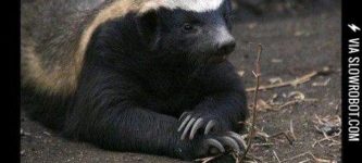 Honey+badger+do+care.