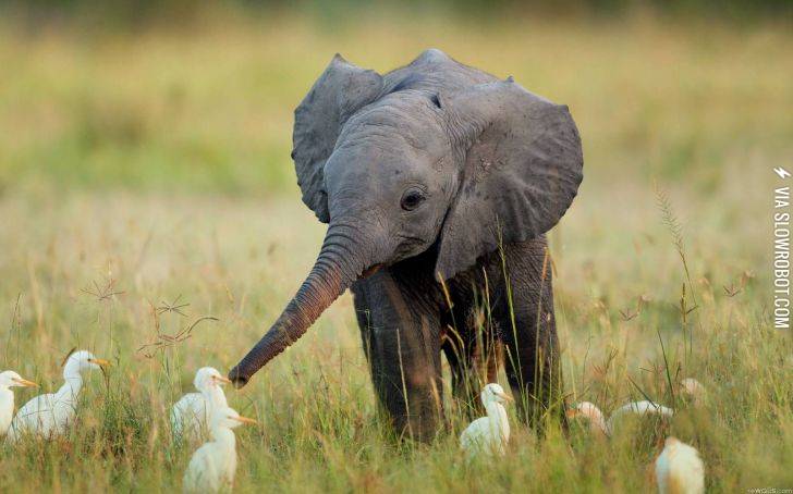 Little+Elephant+Making+Friends