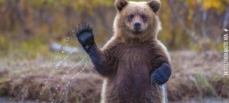 A+bear+waving+his+paw