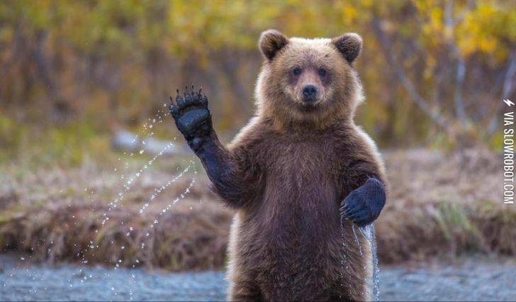 A+bear+waving+his+paw