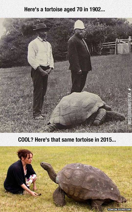 This+Tortoise+Has+Been+Alive+For+183+Years
