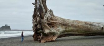 Sequoia+Driftwood