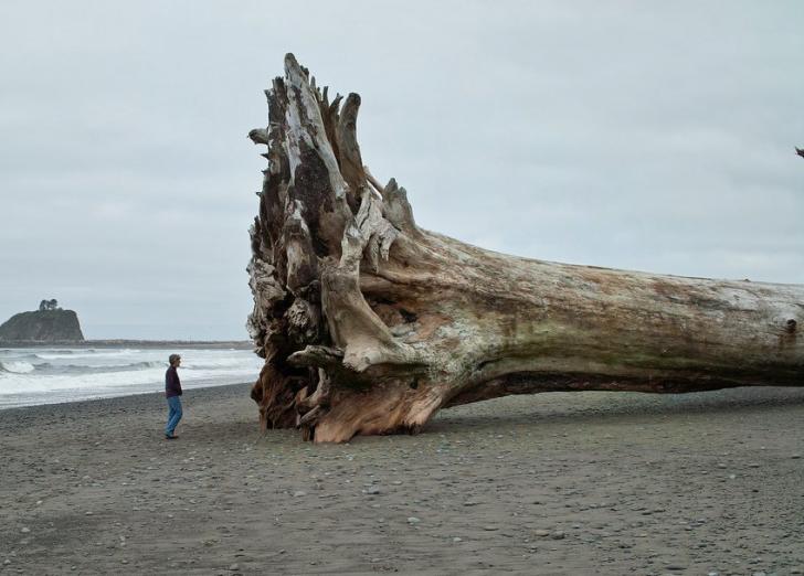 Sequoia+Driftwood