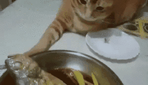 cats+when+they+are+hungry