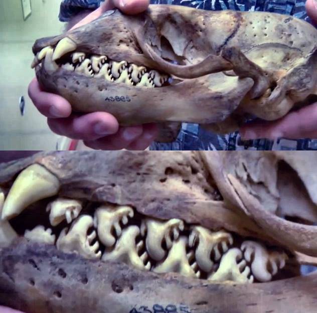 Crabeater+seal+teeth