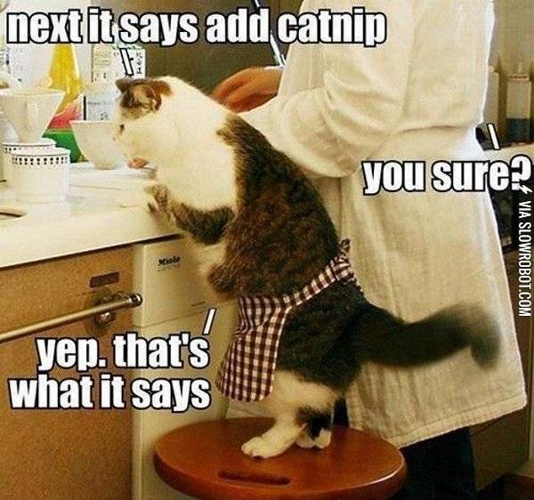 Trust+me%2C+I%26%238217%3Bm+a+cat.