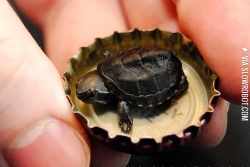 Please+don%26%238217%3Bt+squish+me%21