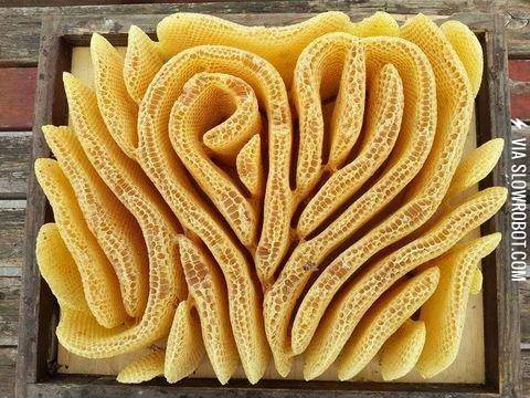 Beautiful+honeycomb