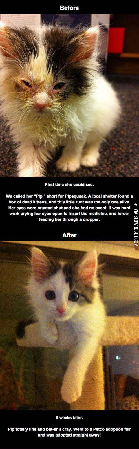 Rescued+kitty+initially+blind+from+eye+infection%2C+recovers+sight