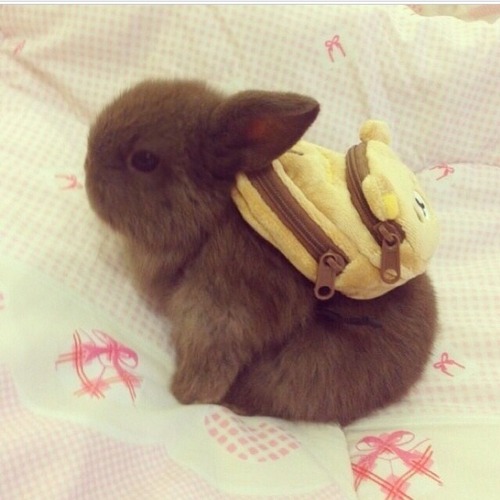 Everybody+stop+what+you%26%238217%3Bre+doing+and+look+at+this+bunny+wearing+a+backpack%21