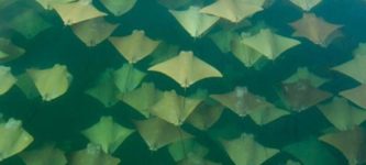 Migration+of+the+Stingrays