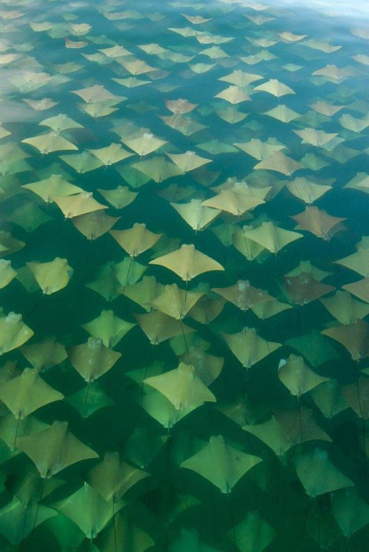Migration+of+the+Stingrays
