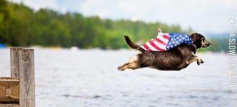 Super+America+dog.