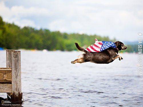 Super+America+dog.