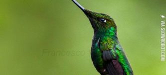 The+sword+billed+hummingbird