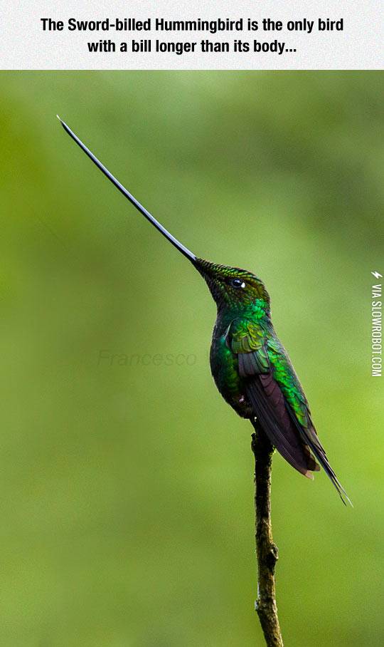 The+sword+billed+hummingbird