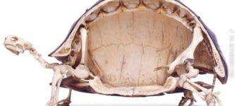 Tortoises+have+the+weirdest+looking+skeletons.
