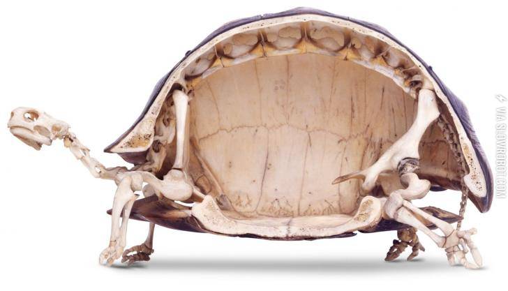 Tortoises+have+the+weirdest+looking+skeletons.