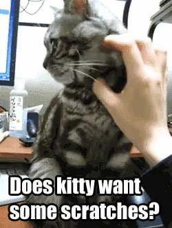 When+your+cat+starts+seeing+the+new+tabby+that+just+moved+in+across+the+street