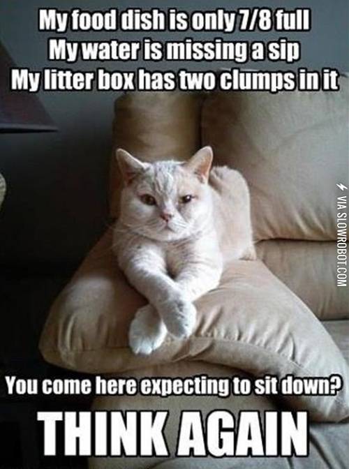 What+it%26%238217%3Bs+like+to+live+with+a+cat.