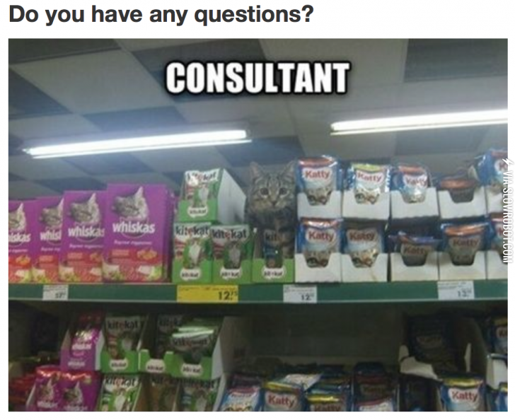 The+cat+consultant.