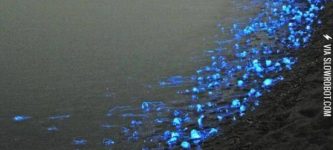 The+beautiful+blue+glowing+firefly+squids+of+Toyama%2C+Japan
