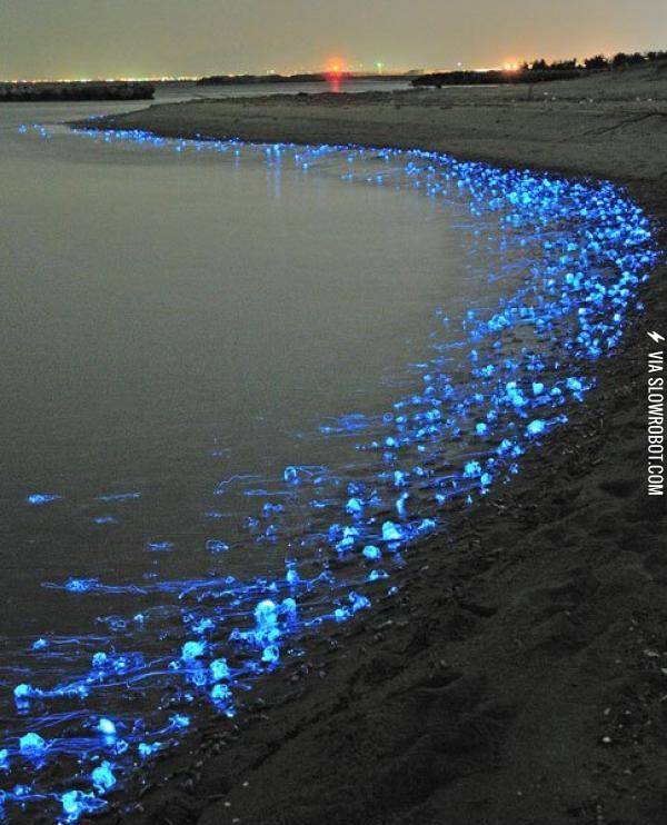 The+beautiful+blue+glowing+firefly+squids+of+Toyama%2C+Japan