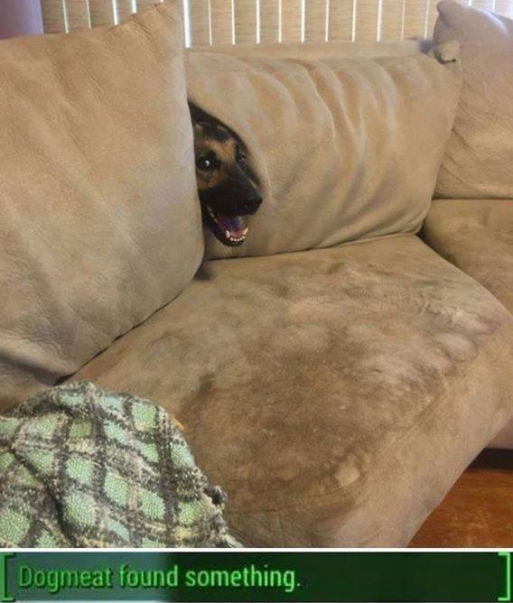 Fallout+4+with+Dogmeat+in+a+nutshell