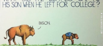 Bison.