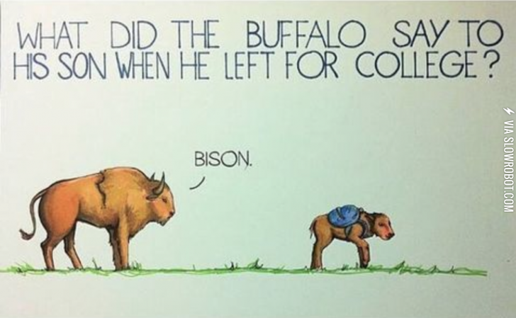 Bison.