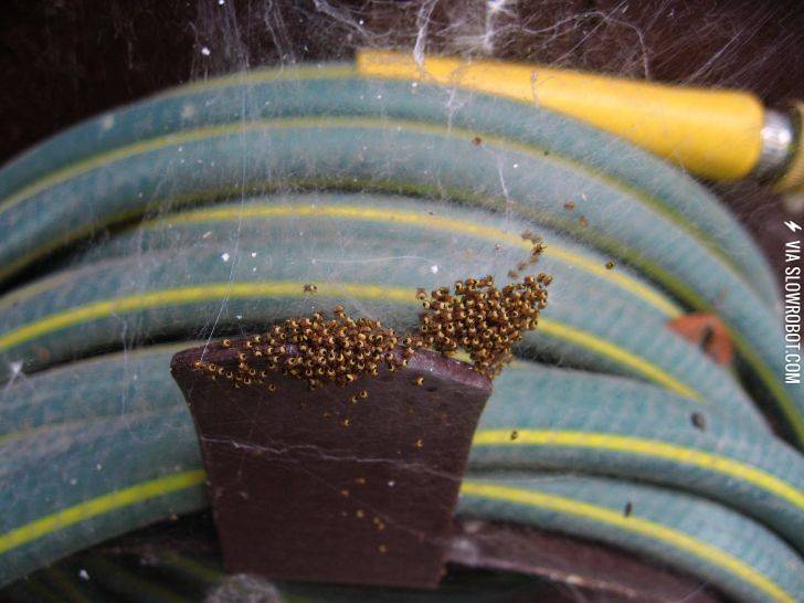 Time+to+water+the%26%238230%3B+Nope%21