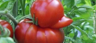 A+duck+shaped+tomato