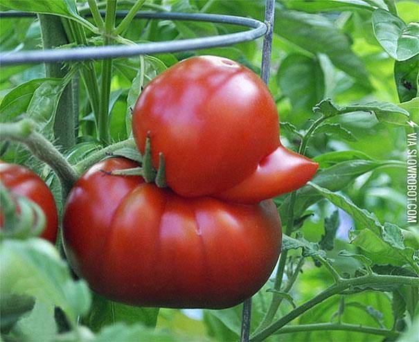 A+duck+shaped+tomato