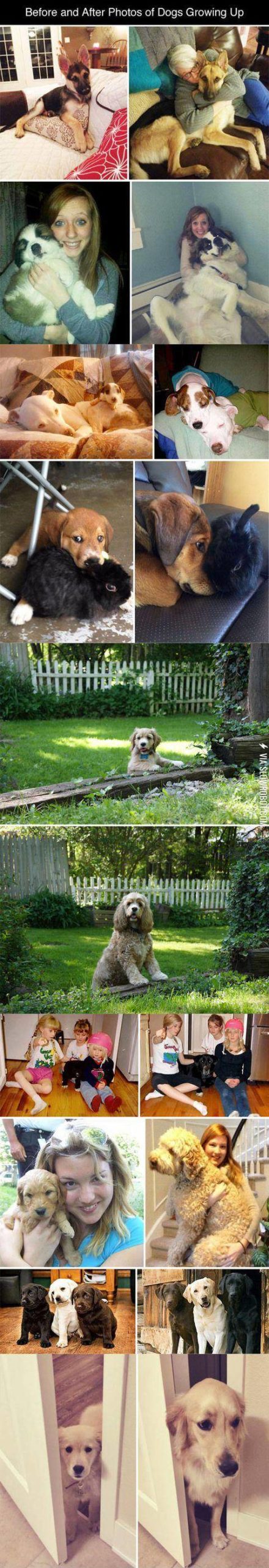 Dogs+age+but+never+lose+their+cuteness