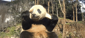 Pandas+are+a+danger+to+themselves