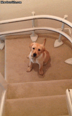 Dog+sliding+on+the+stairs.