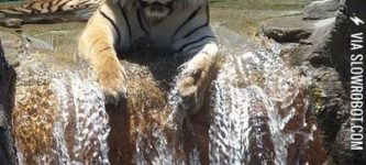 Tiger+enjoying+a+waterfall