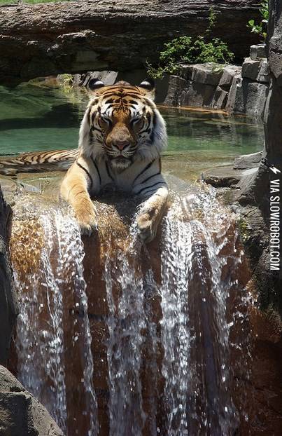 Tiger+enjoying+a+waterfall
