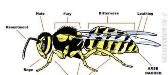 The+anatomy+of+a+wasp.