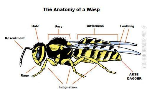 The+anatomy+of+a+wasp.