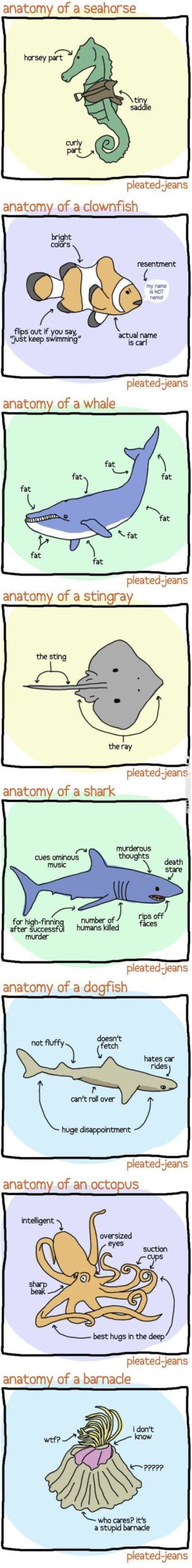 The+anatomy+of+sea+life.
