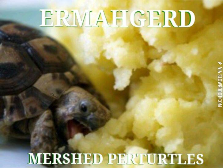 MERSHED+PERTURTLES%21%21%21
