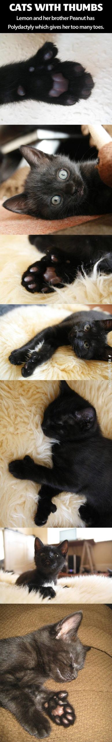 Cats+with+thumbs.