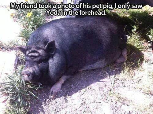 Like+Yoda+your+forehead+looks.+Yes+hmmmm.