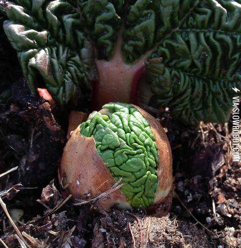 Rhubarb+sprouts+look+like+little+green+alien+brains